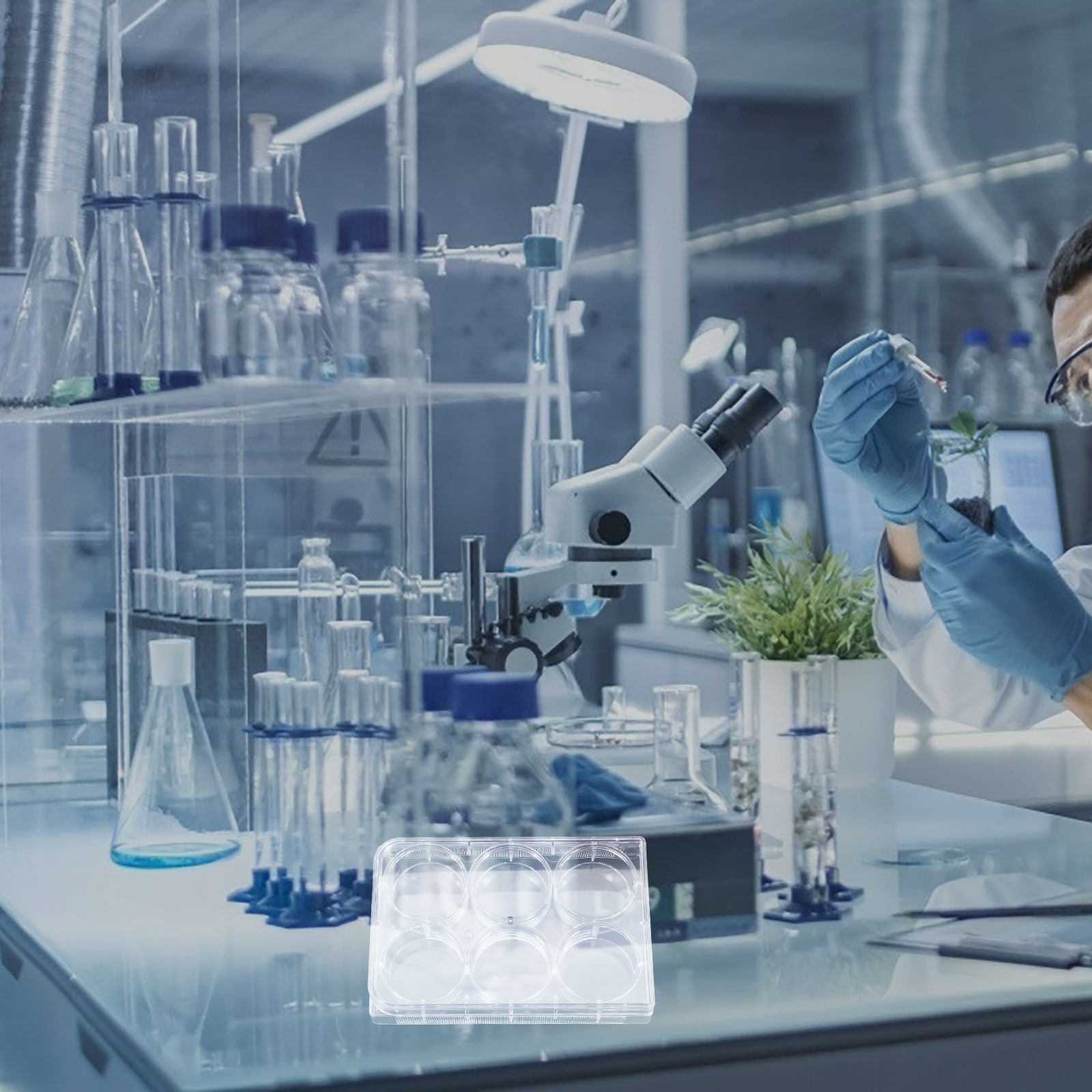 Placa de Cultivo de Tejidos de - Lab Equipment reseña y precio